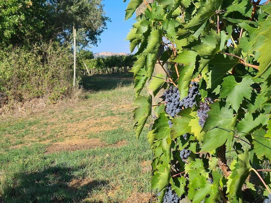 Montepulciano - La Casetta Del Pian Delle Noci Acquaviva Kültér fotó