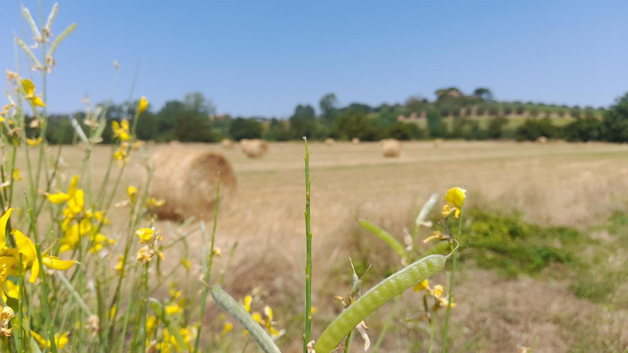 Montepulciano - La Casetta Del Pian Delle Noci Acquaviva Kültér fotó